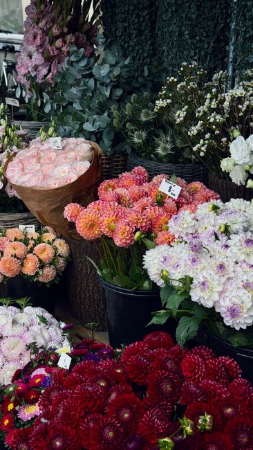 An assortment of fresh floral arrangements displayed at a flower shop, including soft pink roses in a wrapped bouquet, vibrant orange and pink dahlias in a black pot, delicate white and purple primros