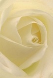 This photograph invites you into the very heart of a creamy-white rose, its petals unfolding in a spiral of delicate serenity-reminiscent of a tranquil morning in Balham's local parks. Each gently curling layer is almost translucent and softly illuminated, encouraging quiet contemplation or a touch of reverence. Shadows nestle between the petals, accentuating depth and offering a sense of private tranquility. The atmosphere conveys peace and new beginnings, perfect for commemorating milestones or expressing sympathy. As one rooted in Balham, I see this rose as the truest symbol of gentle admiration or remembrance-a floral choice cherished throughout our vibrant neighbourhood. The bloom's subtle, sweet fragrance lingers almost imperceptibly, a quiet reminder of every thoughtful gesture that takes place in Balham's cherished moments.